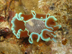 Paper Bubble Shell taken with Canon G9 and internal strob... by James Dawson 